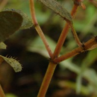 Sonerila crassicaulis Lundin